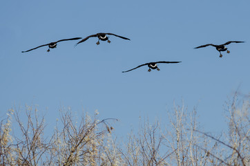 Four Canada Geese Landing in the Wetlands