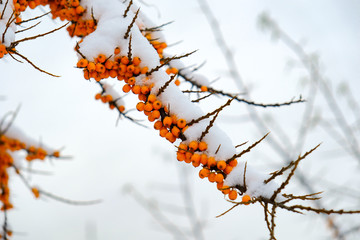 yellow sea-buckthorn berries on a branch