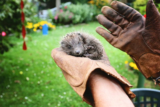 Baby hedgehog found in the garden, holded by hands in gloves