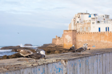 Classic view of medina Essaouira from the wall of the fortress, Morocco. UNESCO world heritage site