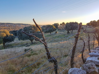 Stone wall and sticks in the field