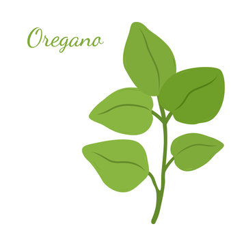 Oregano leaves, organic herb, condiment. Cartoon flat style. Vector illustration