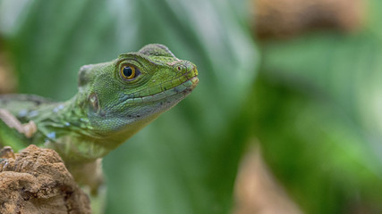 REPTILE