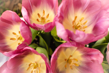 Fototapeta na wymiar Pink and purple tulips in the garden