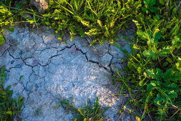 Green grass on the dry cracked soil in sunny day
