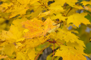 Autumn foliage on the tree