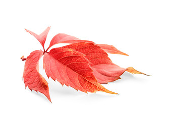 Beautiful colorful autumn leaves on white background