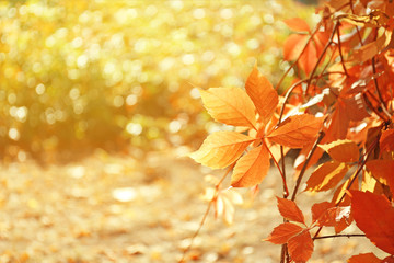 Vine with bright leaves on sunny autumn day