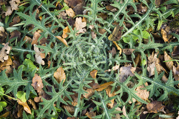 Blick von oben auf eine Distel