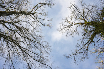 Fototapeta na wymiar Blick von unten auf kahle Baumkronen vor blauem Himmel