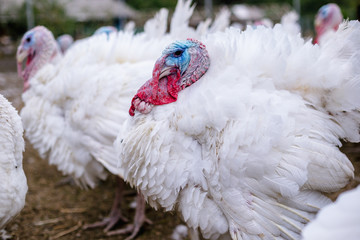 Breeding turkeys on a farm.