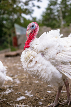Breeding turkeys on a farm.