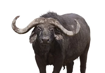 Foto op Plexiglas Buffel Afrikaanse buffel in de camera kijken, is geïsoleerd op een witte achtergrond