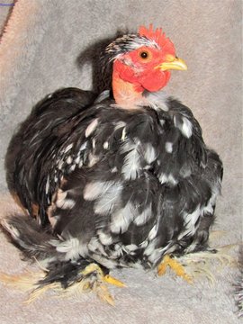 P&eacute;kin bantam caillout&eacute; coq cou-nu 