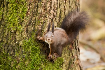 Naklejka na ściany i meble Red squirrel, Sciurus vulgaris, Cute arboreal, omnivorous rodent . Portrait of eurasian squirrel in natural environment.