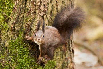 Naklejka na ściany i meble Red squirrel, Sciurus vulgaris, Cute arboreal, omnivorous rodent . Portrait of eurasian squirrel in natural environment.