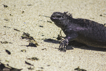 galapagos iguana