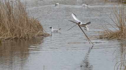 Seagull gathering rushes to his .nest.