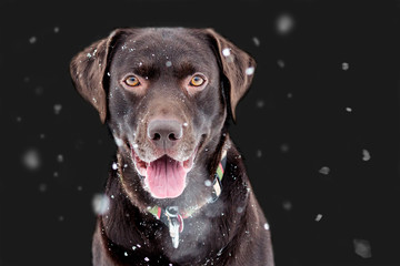 Adult Chocolate Labrador Retriever posing in falling snow with black background