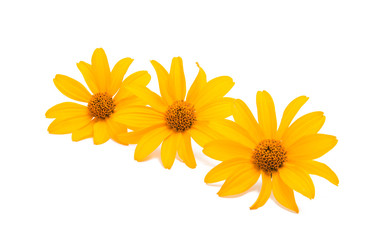 Obraz premium yellow flower isolated