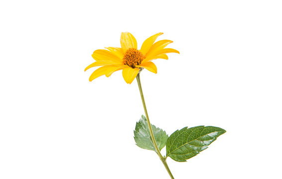 Fototapeta yellow flower isolated