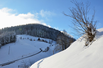 Obraz premium Black Forest in Winter - Germany 