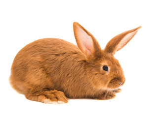 red rabbit isolated