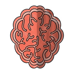 brain organ icon