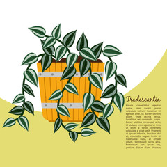 Tradescantia plant in pot banner
