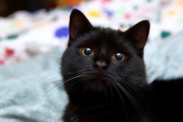 A black cat is often regarded as an animal that brings bad luck and, in particular, how the road that we are going will go.
