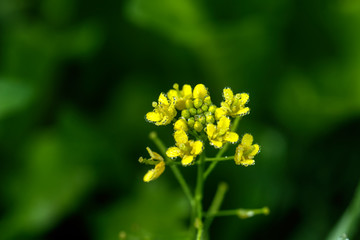 A flower of a wormseed growing on a summer meadow.