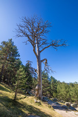great trunk of ancient dead pine tree, with terrifying branches, in Navacerrada mountain, Guadarrama Natural Park, Madrid, Spain 
