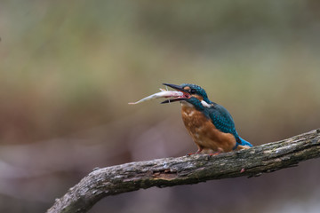 Eisvogel