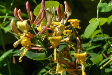 The Lonicera flower growing in a summer garden.