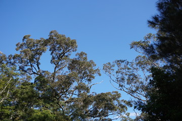 Australian Tree
