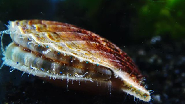 Blue eyes and tentacles near the Black Sea mollusk Scallop (Flexopecten ponticus).