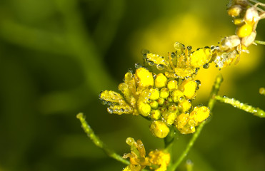 Obraz premium Dew drops on petals of a cultivated flower.