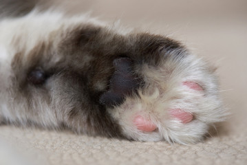 Macro of cat palm paw