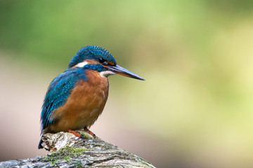 Eisvogel