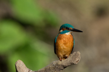 Obraz premium Eisvogel