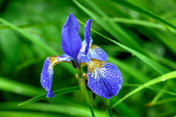 The flower of the Siberian iris growing in a summer garden.
