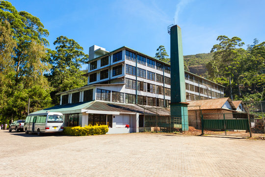 Tea Factory, Sri Lanka