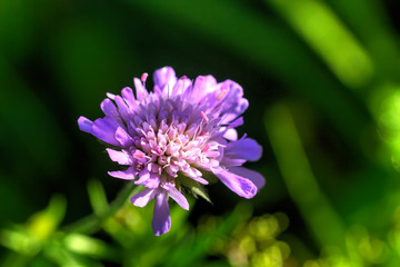 The flower of a Scabiosa growing on a summer meadow.