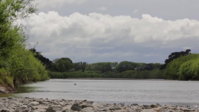 River landscape with trees shaking with wind and a blackbird