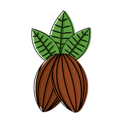 cacao fruit chocolate icon image vector illustration design 