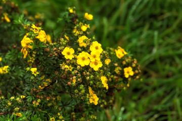 The silverweed flower growing in a summer garden.