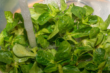 Wasser &uuml;ber den salat giessen