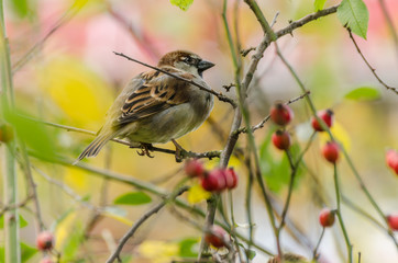 Naklejka premium Spring