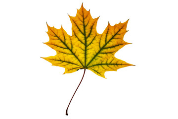 Maple leaf isolated on white