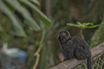 Cute monkey